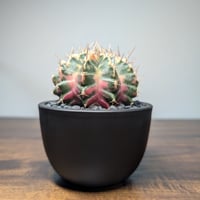 ギムノカリキウム Mihanovichii　Hyb　（30）