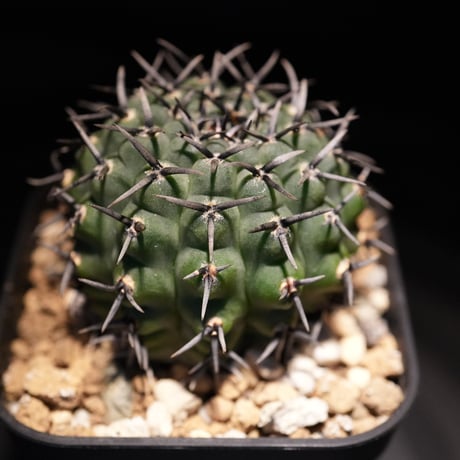 ギムノカリキウム　Asterium　（43）