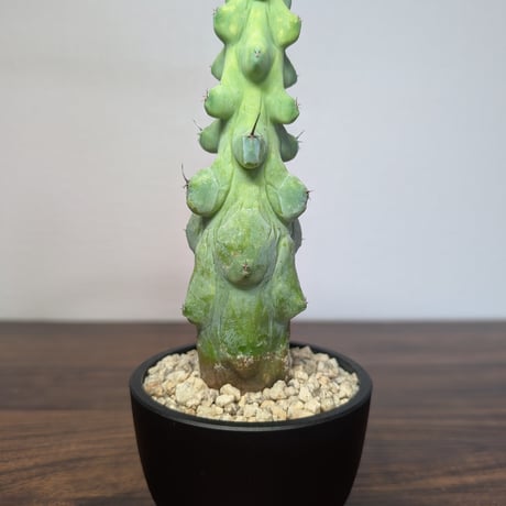 福禄竜神木 R85-15