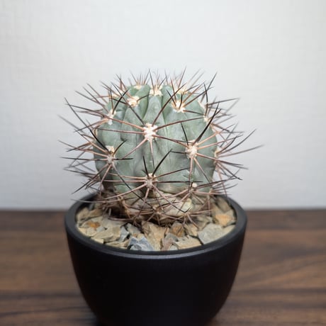 アカントカリキウム グラウカム R8-1