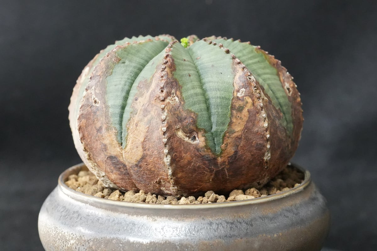 ユーフォルビア オベサ | BizarrePlants Ueshin