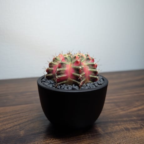 ギムノカリキウム Mihanovichii　Hyb　（38）