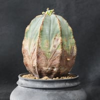 ユーフォルビアオベサ 特選群生株 | BizarrePlants Ueshin