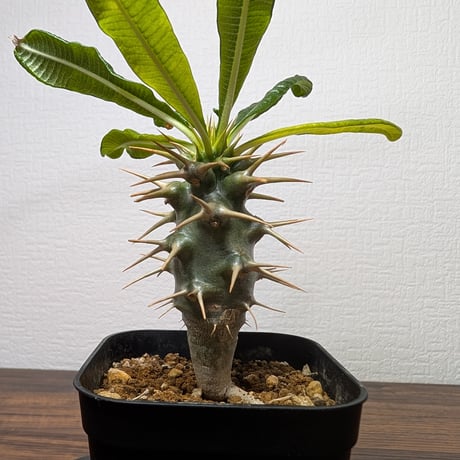 パキポディウムアンボンゲンセ | STORES