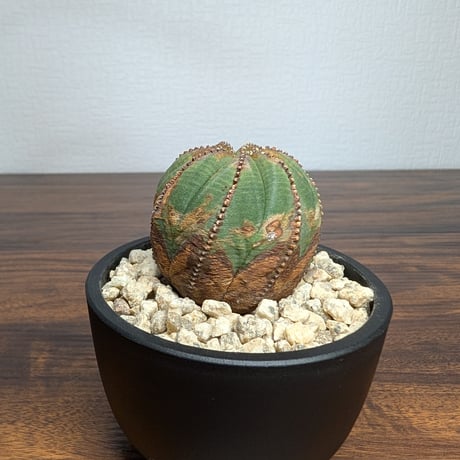 ユーフォルビア オベサ R8-23