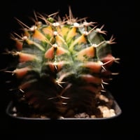 ギムノカリキウム Mihanovichii　Hyb (27)