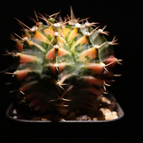 ギムノカリキウム Mihanovichii　Hyb (27)