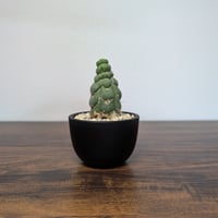 ユーリキア カスタネア スピラリス R85-18