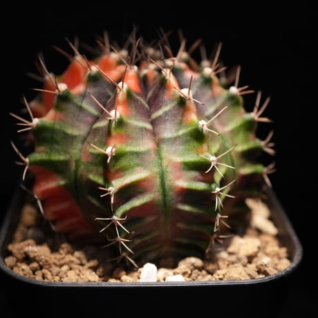 ギムノカリキウム　Mihanovichii　Hyb （18）