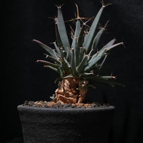 サボテン　晃山　 黒鉢 晃山 | STORES