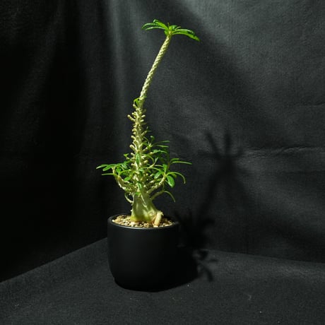 ドルステニアギガス特大 訳あり 割引あり