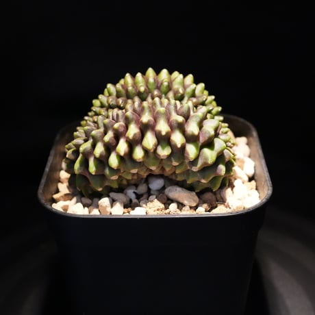 ギムノカリキウム　Mihanovichii　Crist　（42）