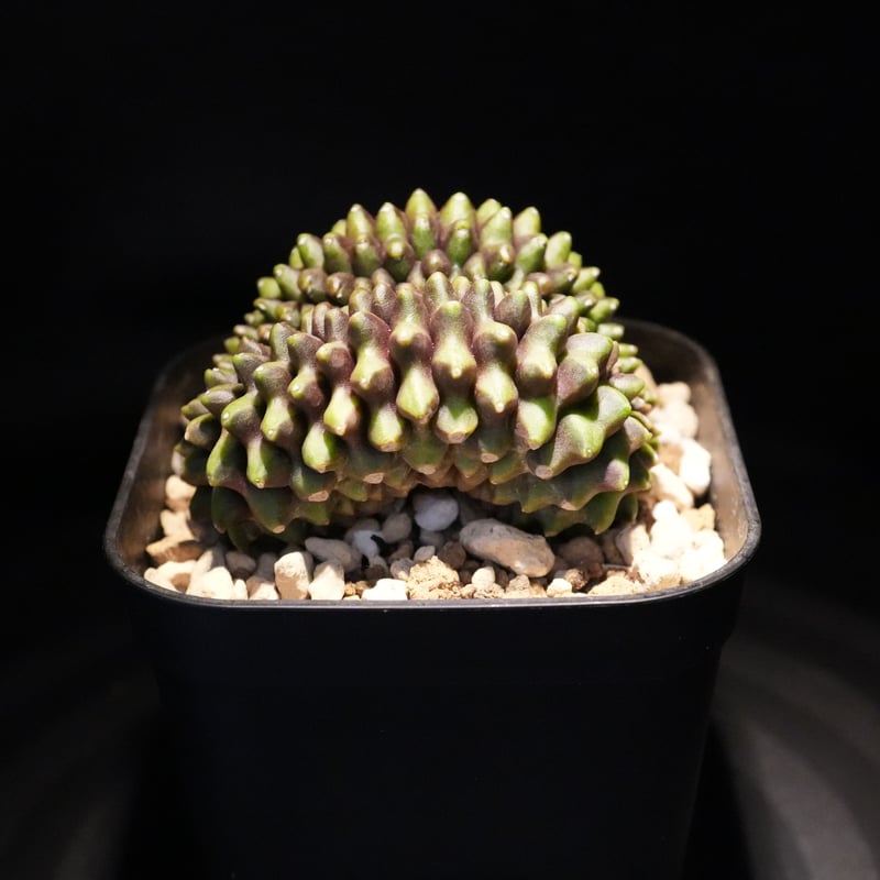 サボテン ギムノカリキウム G.Mihanovichii 群生【実生】 ギムノカリキウム Mihanovichii Crist （42） | BizarrePlant