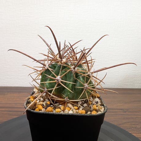 フェロカクタス | STORES