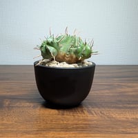ユーフォルビア メロフォルミス 子株付き R8-17