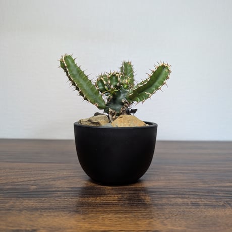 ユーフォルビアムランジーナ | STORES