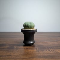 ユーフォルビア オベサ ミニ陶器鉢 R84-11