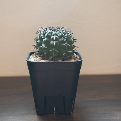 ギムノカリキウム　Asterium　（43）