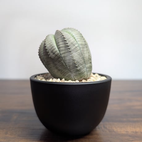 ユーフォルビアオベサ | STORES