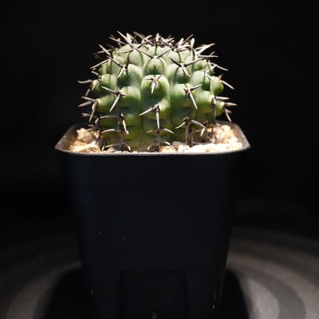 ギムノカリキウム　Asterium　（43）