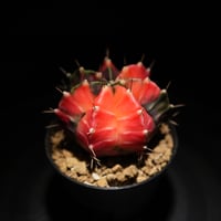 エリオシケ パウシコスタータ（黒冠王） | BizarrePlants Ueshin