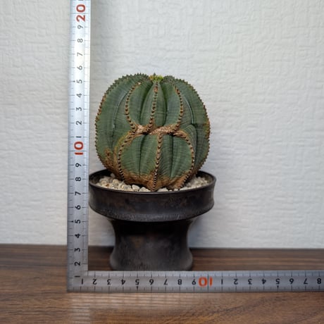 ユーフォルビア　オベサ ♀