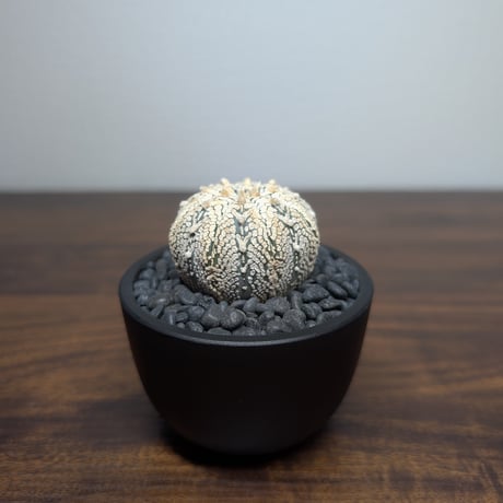 アストロフィツム　スーパー兜丸 R84-29