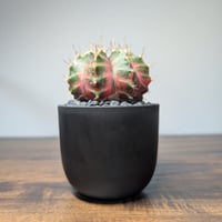 ギムノカリキウム　Mihanovichii　Hyb (39)