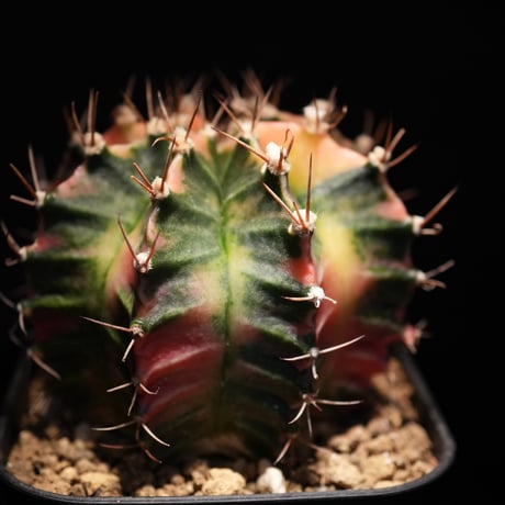 ギムノカリキウム　Mihanovichii　Hyb （7）