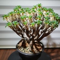 パキポディウム グラキリス | BizarrePlants Ueshin