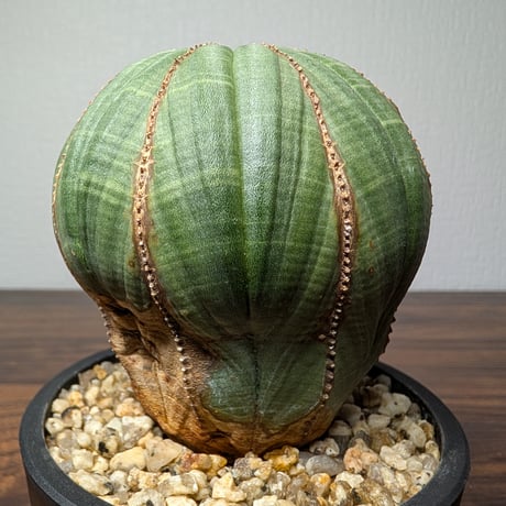 ユーフォルビア オベサ R86-2