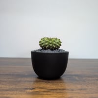 ギムノカリキウム ミハノビッチ Hyb Crist R85-30