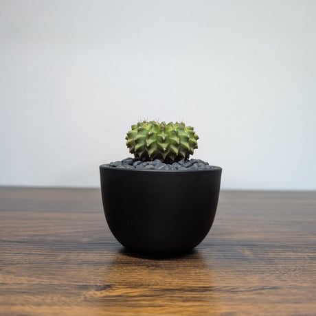 CATEGORY サボテン | BizarrePlants Ueshin