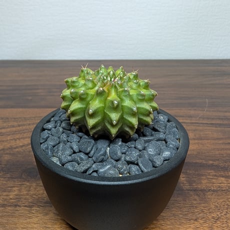 ギムノカリキウム ミハノビッチ Hyb Crist R85-30