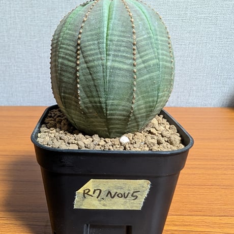 CATEGORY ユーフォルビア | BizarrePlants Ueshin