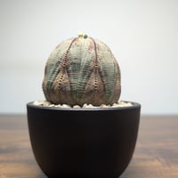 ユーフォルビア オベサ ♂ R84-31