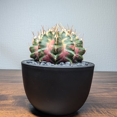ギムノカリキウム Mihanovichii　Hyb　（30）