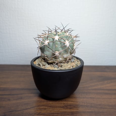 アカントカリキウム グラウカム R8-2