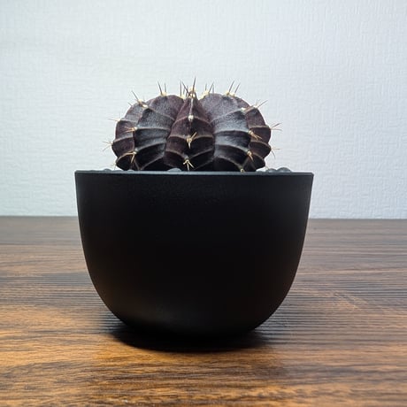 ギムノカリキウム ブラックウィドウ R86-23