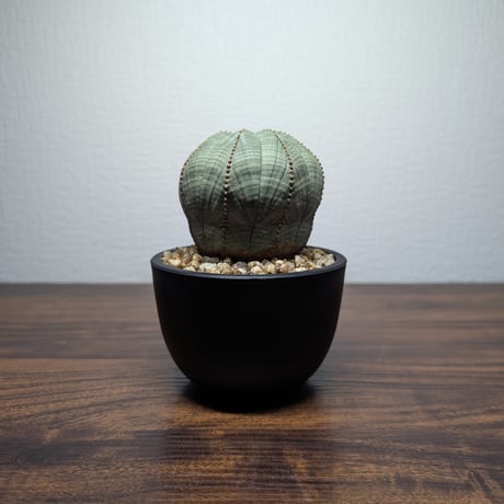 CATEGORY ユーフォルビア オベサ | BizarrePlants Ueshin