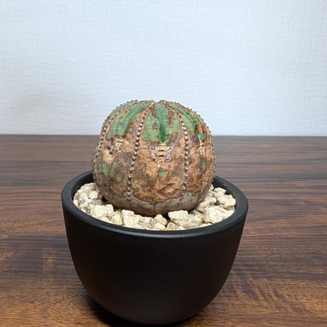 ユーフォルビア オベサ R8-21