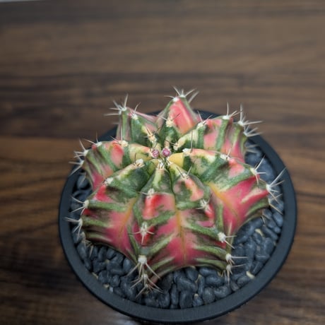 ギムノカリキウム Mihanovichii　Hyb　（38）