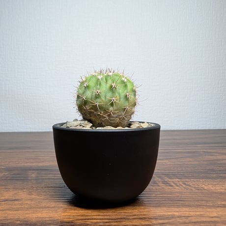 アカントカリキウム スピニフロルム R8-9