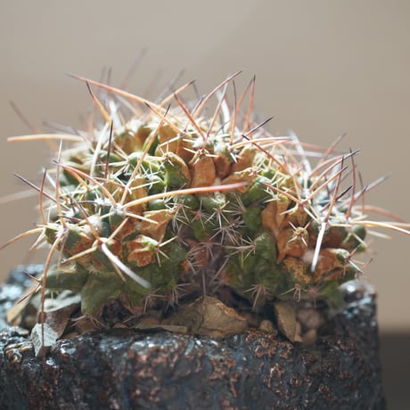 パロジア　ブイニンギー長刺群生　Desert Tan　~Sunburned Form~