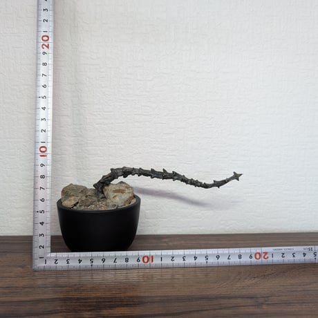 セロペギア ボッセリ R85-25