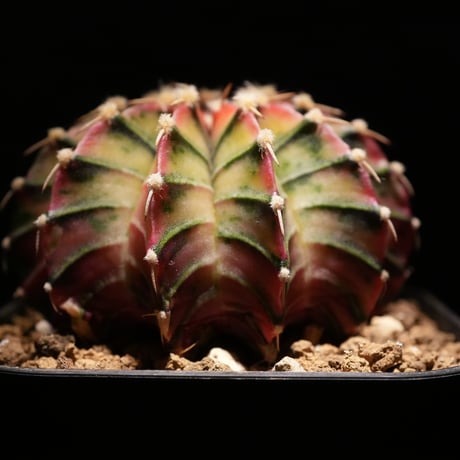 CATEGORY 黄系 | BizarrePlants Ueshin