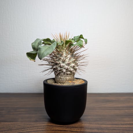 パキポディウムグラキリス | STORES