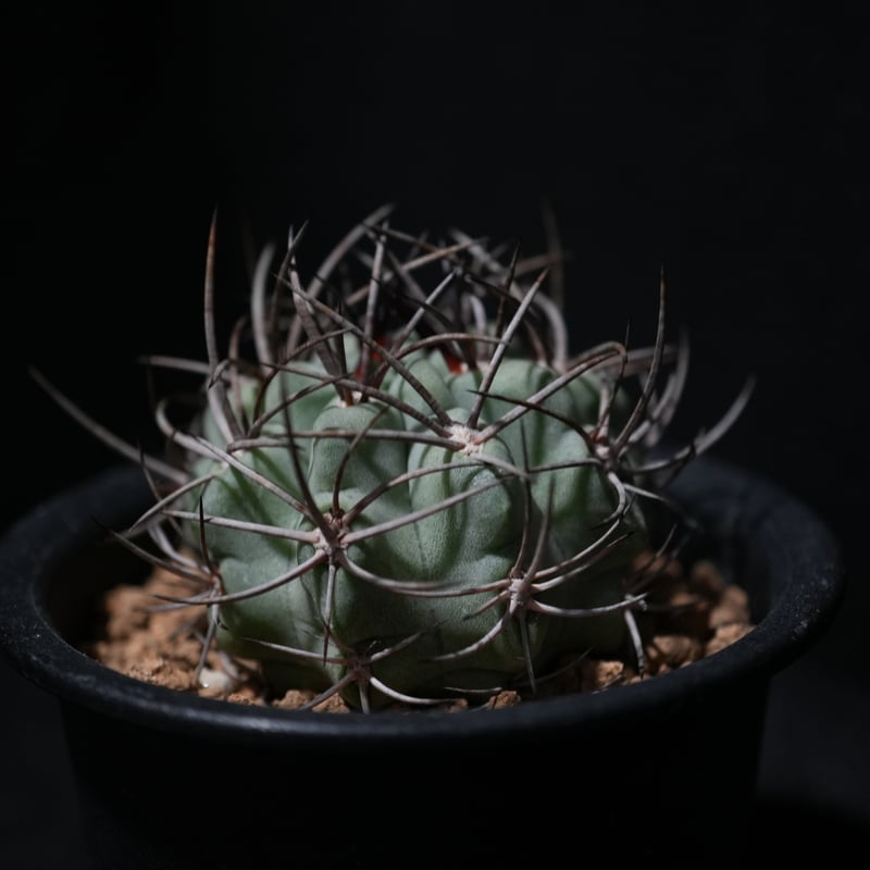 苔むした庭園/見事なクオーツインエピドートB/パキスタンスカルドゥ産 苔むした庭園/見事なエピドートインクォーツC/パキスタン