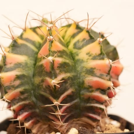 ギムノカリキウム Mihanovichii　Hyb (27)
