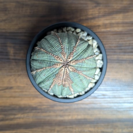 ユーフォルビア オベサ R8-27